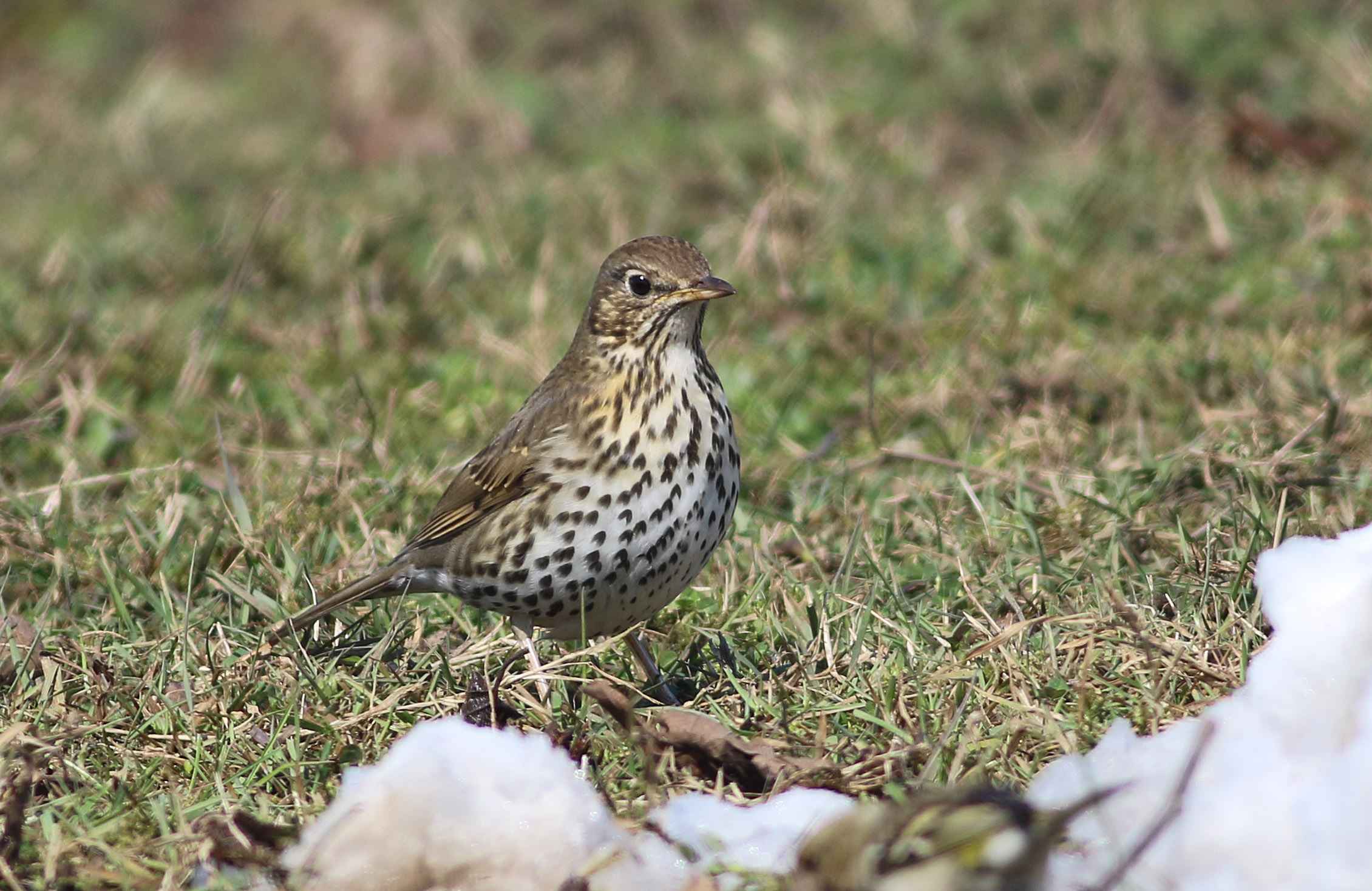 Song Thrush